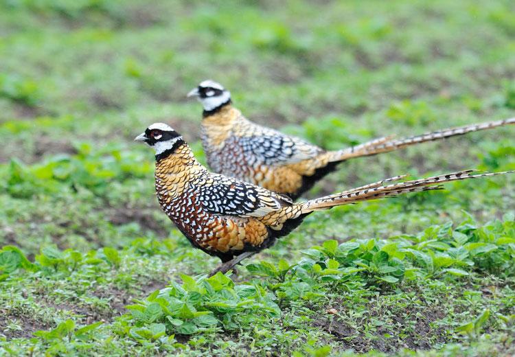 Chim Trĩ Vân Nam-Chim Trĩ Hoàng Đế-Trang Trại Vườn Chim Việt