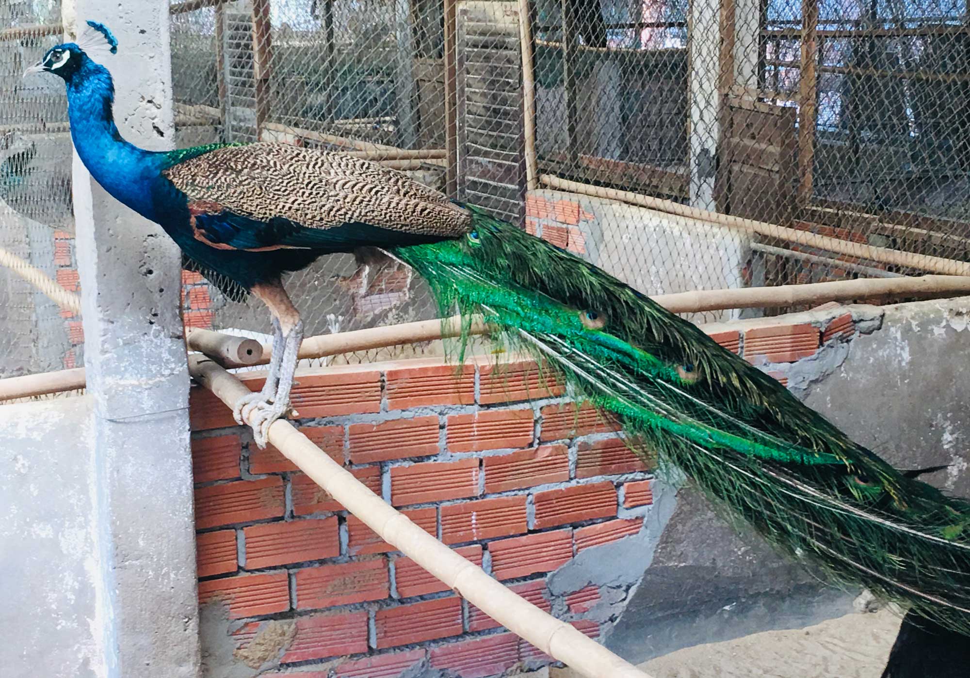 chim công xanh Ấn Độ đẹp