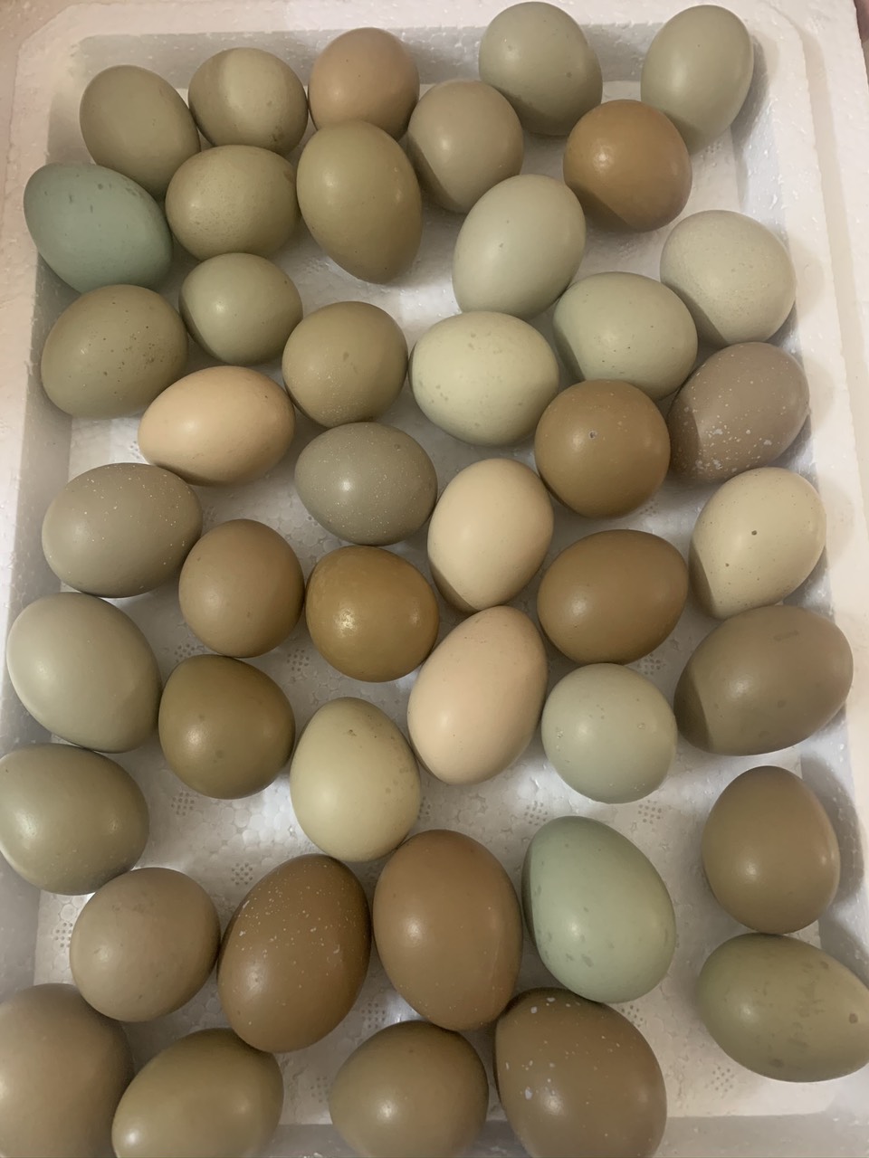 trứng chim trĩ bổ dưỡng